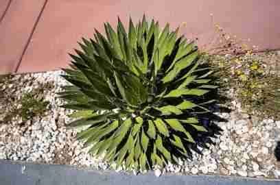 Agave Plant Types | Best Agave Varieties - Moody Blooms