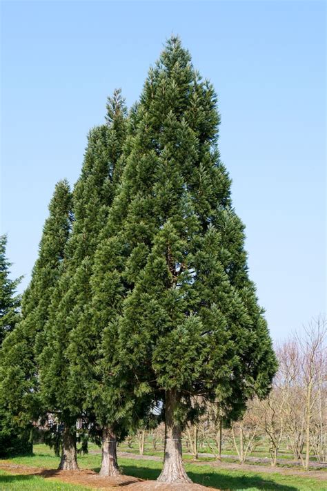 Sequoiadendron Giganteum Glaucum