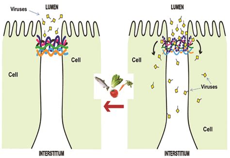 Improvement Of Human Oral Epithelial Barrier Function And Of Tight