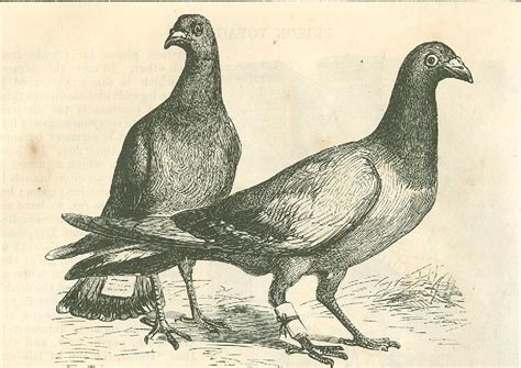 Carrier Pigeons Pigeon Pigeon Post Racing Pigeons