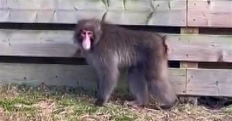 Missing monkey in Scotland has been found after days on the run | UK News | Metro News