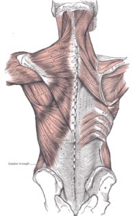 Thoracolumbar Fascia - Physiopedia