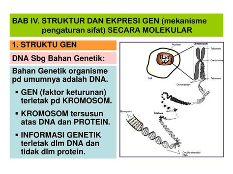 Ppt Dna Sbg Bahan Genetik Powerpoint Presentation Free Download