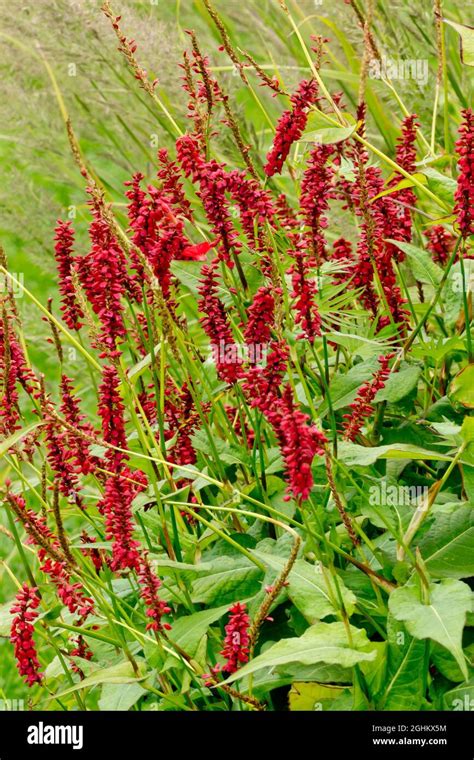 Persicaria Amplexicaulis Firetail Stock Photo Alamy