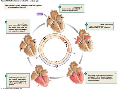 Cardiovascular System Diagram Quizlet