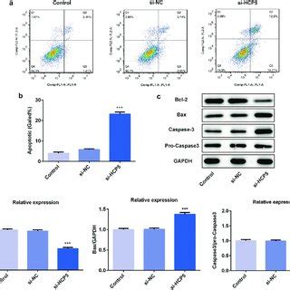 LncRNA HCP5 Silencing Inhibits The Migratory And Invasive Abilities Of