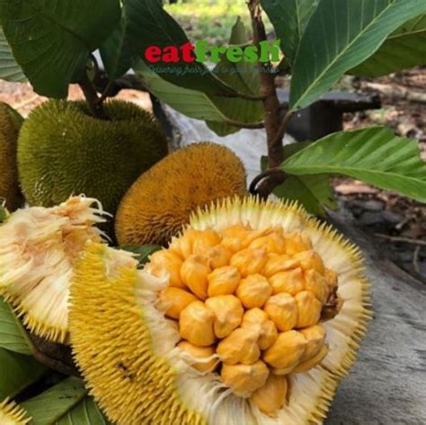 Apa Beza Cempedak Dan Nangka Resepi Cara Membuat Mandai Relaks Minda