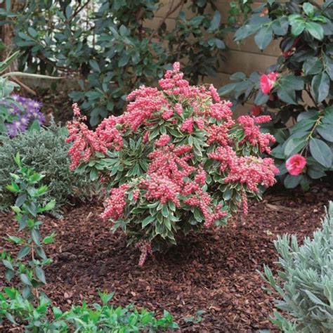 Pieris Japonica Ralto Pbr Breederplants