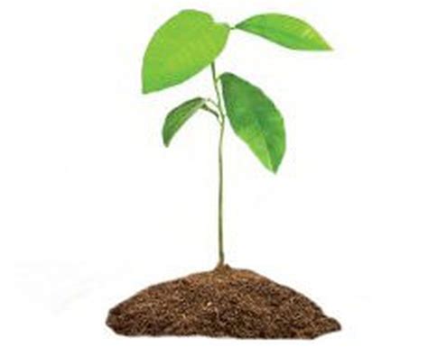 Tree seedlings available for East Greenwich residents - nj.com