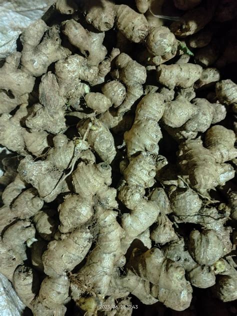 A Grade Yellow Ginger Packaging Size Kg At Kg In Nagaon Id