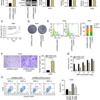 Partial reversal of RRM2 knockdown effect by β catenin overexpression