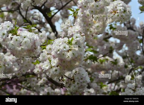 Japanese cherry blossoms Kyushu cherry blossoms Stock Photo - Alamy