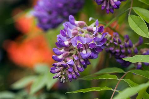 Wisteria Frutescens Amethyst Falls American Wisteria Bbc