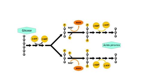 Glicólise E Suas Três Etapas Blog Do Portal Educação