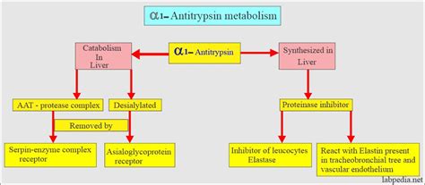 alpha 1 antitrypsin Deficiency α1 antitrypsin or AAT Deficiency