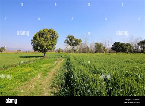 Green Fields And Trees In A Scenic Agricultural Landscape In Rural