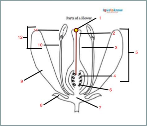 Dendrology Lecture Test Diagrams Flashcards Quizlet