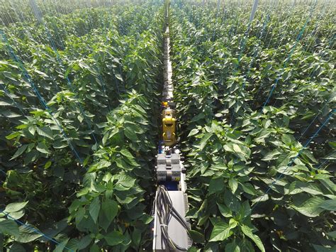 Sweet Pepper Harvesting Robot SWEEPER Project News Multimedia