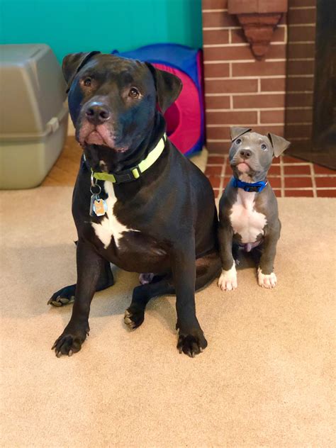 Best Friends Pitbulls Pitbullpuppies Pitbullterrier Pitbulldog