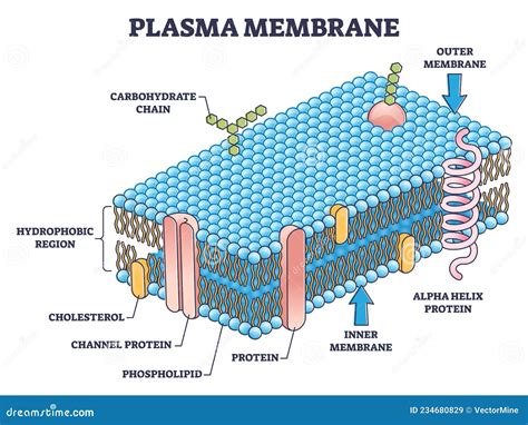 Cell Membrane Or Cytoplasmic Membrane Microscopic Structure Outline ...