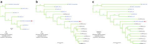 Maximum Likelihood Phylogenetic Trees Of E6 A E7 B And The