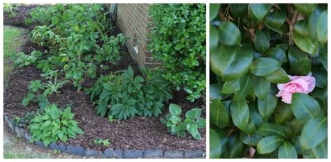 Hosta Companion Plants Growing Hostas With Shade Loving Plants Hosta