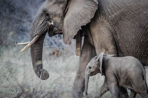 15 Mind-blowing Facts about Elephants - Discover Walks Blog