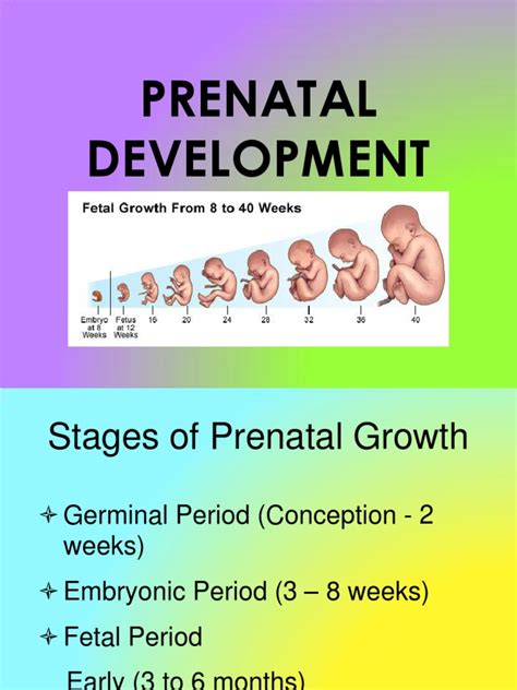 Prenatal Development | Prenatal Development | Fetus