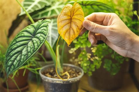 Why Are Your Houseplant’s Leaves Turning Yellow A Natural Curiosity