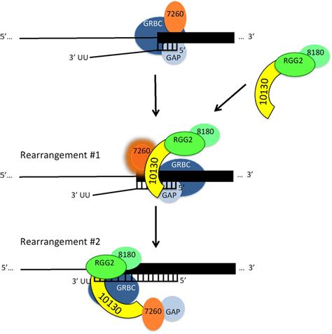 Mrb Is A Resc Assembly Factor That Promotes Kinetoplastid Rna