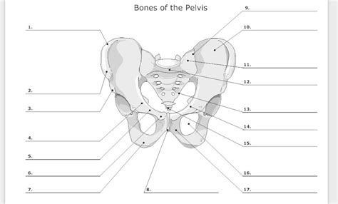 Pelvis Anterior View Diagram Quizlet