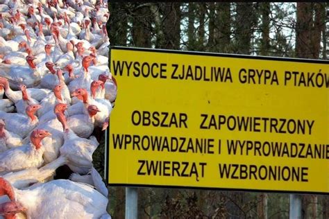 Grypa ptaków uderza pod Szczecinem Padło ponad 33 tys indyków