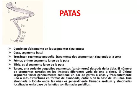 Anatomia Externa De Los Insectos Ppt Descarga Gratuita