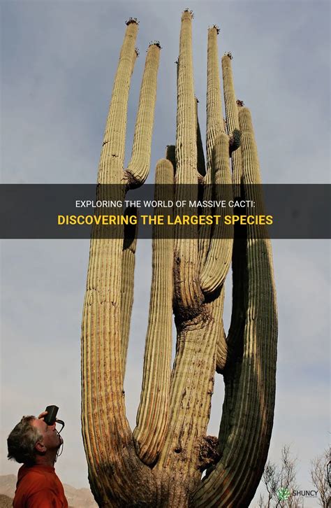 Exploring The World Of Massive Cacti Discovering The Largest Species