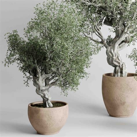 Bonsai Olive Old Tree - Indoor Plants 512 - 3D Model for Corona, VRay