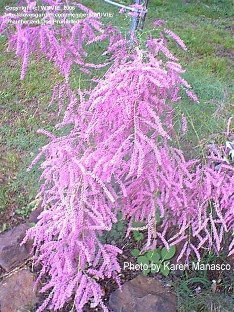 Plantfiles Pictures Tamarix Five Stamen Tamarix Saltcedar Salt