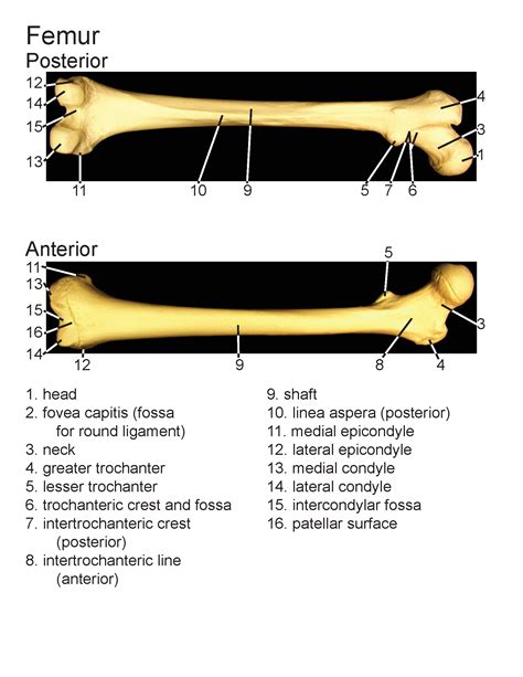 Femur Labeled Anterior View