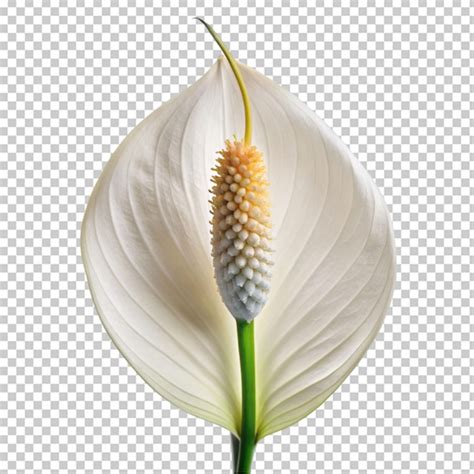 Premium Psd Calla Lily Png Isolated On Transparent Background