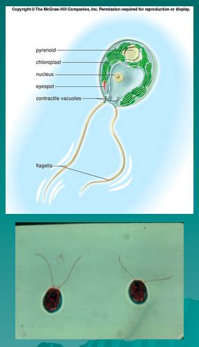 Chapter 18 Protista Flashcards Quizlet