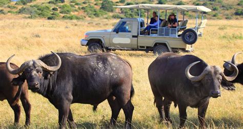 Day Maasai Mara Joining Safari At Sopa Luxury Lodge With X Land