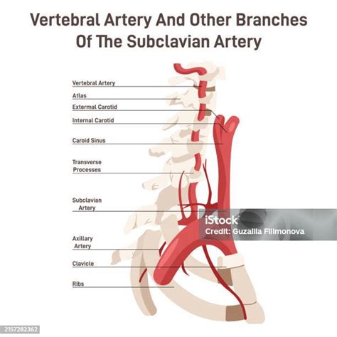 Head And Neck Circulatory System Anatomical Diagram Of Vertebral