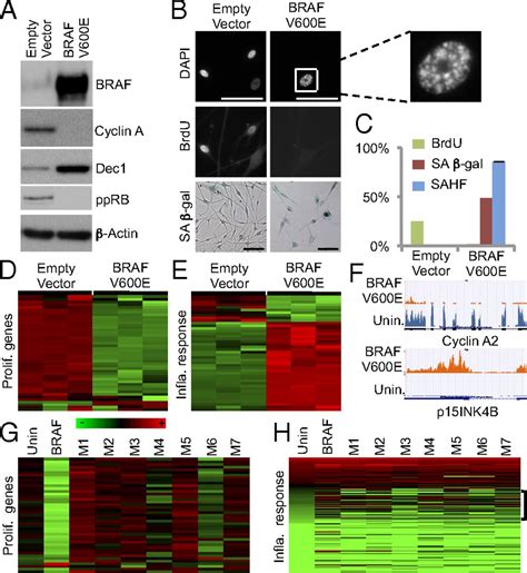 Wnt Signaling Potentiates Nevogenesis PNAS