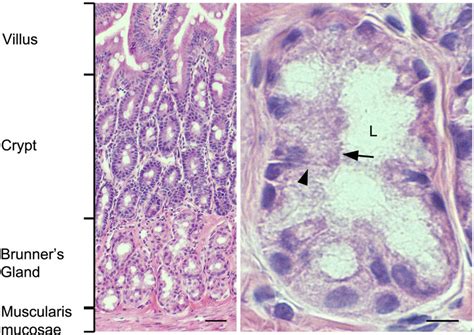 Normal Duodenum Histology