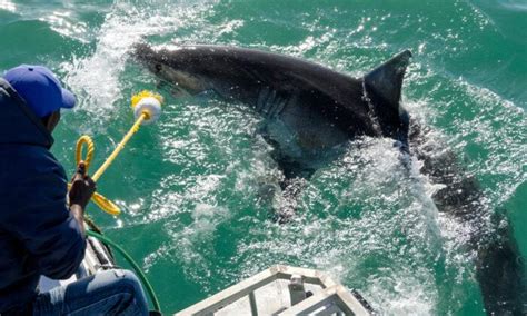 1000 Pound Great White Shark With Tracking Device Relocated Off Coast