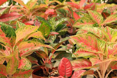 Aglaonema Variegata Stock Photos Free And Royalty Free Stock Photos