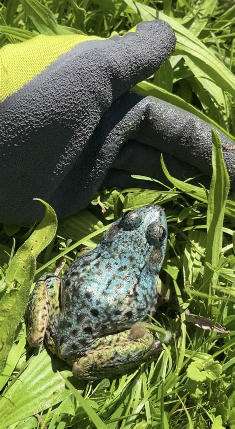 Found A Blue Frog In Canada Turns Out Its A Green Frog With A Rare