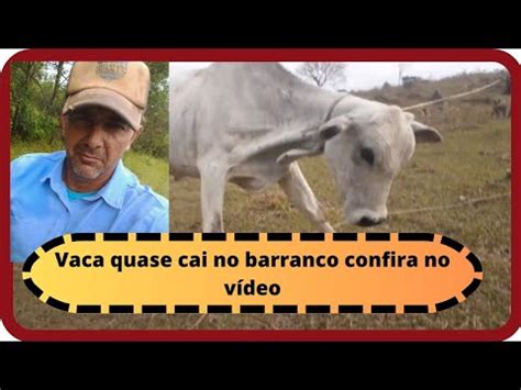 Nelore Cavalo Ro A Agro Vaca Pariu Perto De Um Barranco Alto Youtube