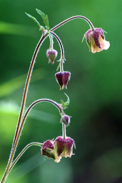 Knikkend Nagelkruid Geum Rivale Garden Of Eden Photo Sharing Garden