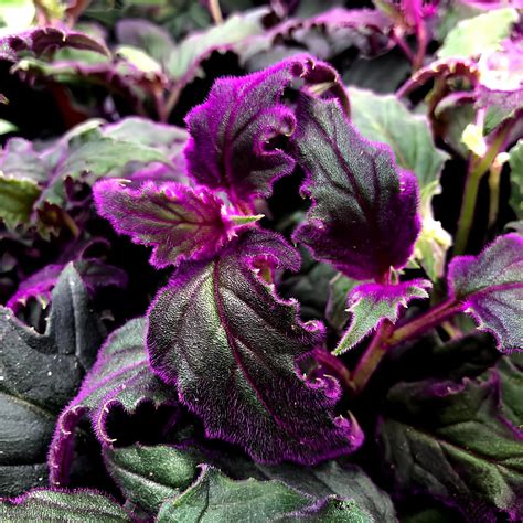 Amazon.com : 2 Purple Passion Plants Live, 4-9 Inch Tall, Gynura