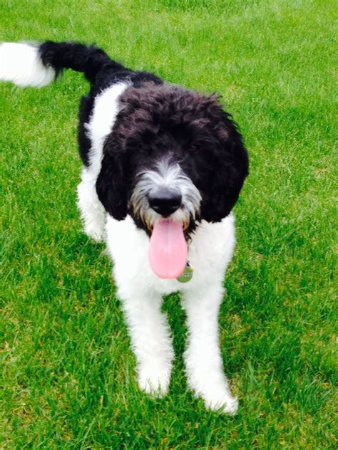 Yep This Is So Happening Black And White Labradoodle Marley